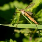 Kohlschnake w. ( Tipula oleracea )