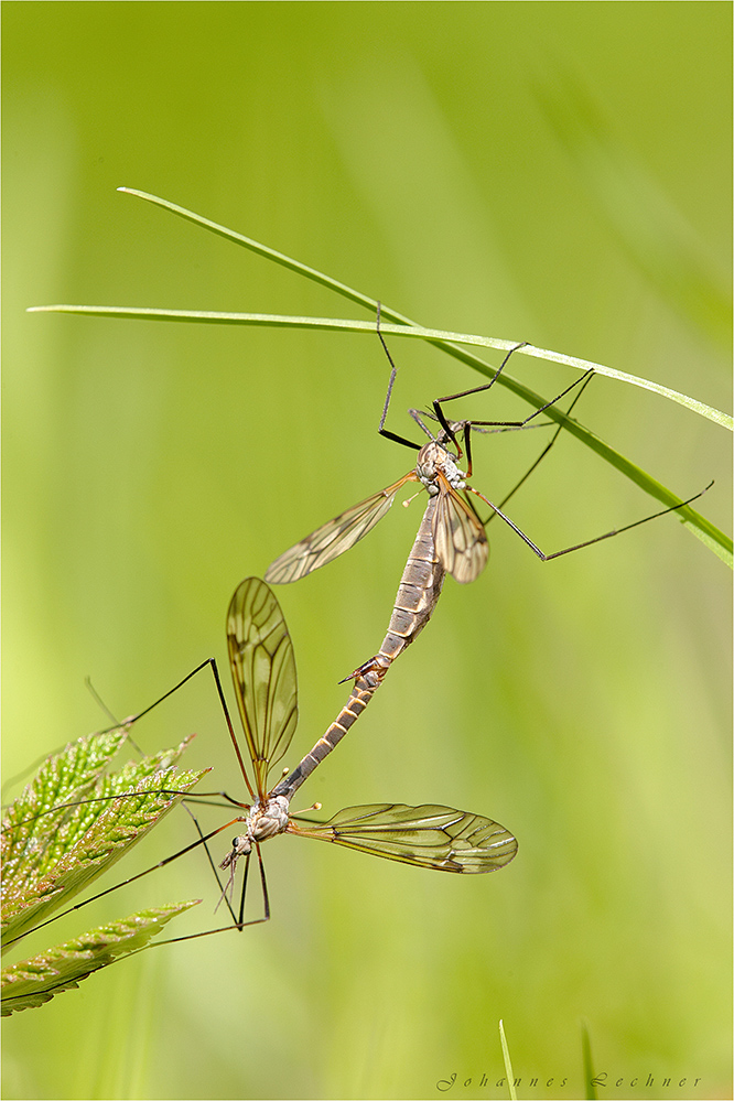 Kohlschnaken (Tipula oleracea)