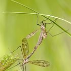 Kohlschnaken (Tipula oleracea)