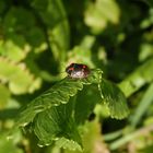 Kohlwanze (Eurydema oleracea) auf meinem Meerrettich