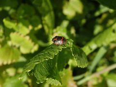 Kohlwanze (Eurydema oleracea) auf meinem Meerrettich