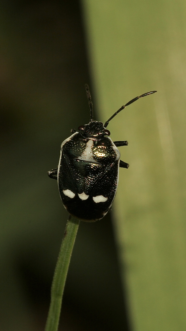 Kohlwanze (Eurydema oleracea)