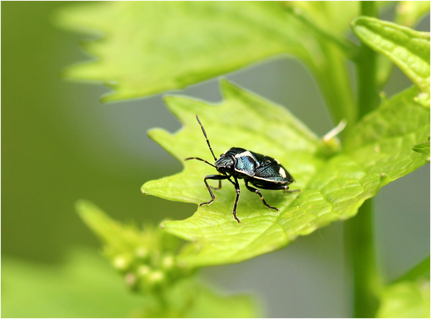 Kohlwanze (Eurydema oleraceum).