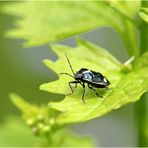 Kohlwanze (Eurydema oleraceum).