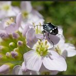 Kohlwanze- Eurydema oleraceum