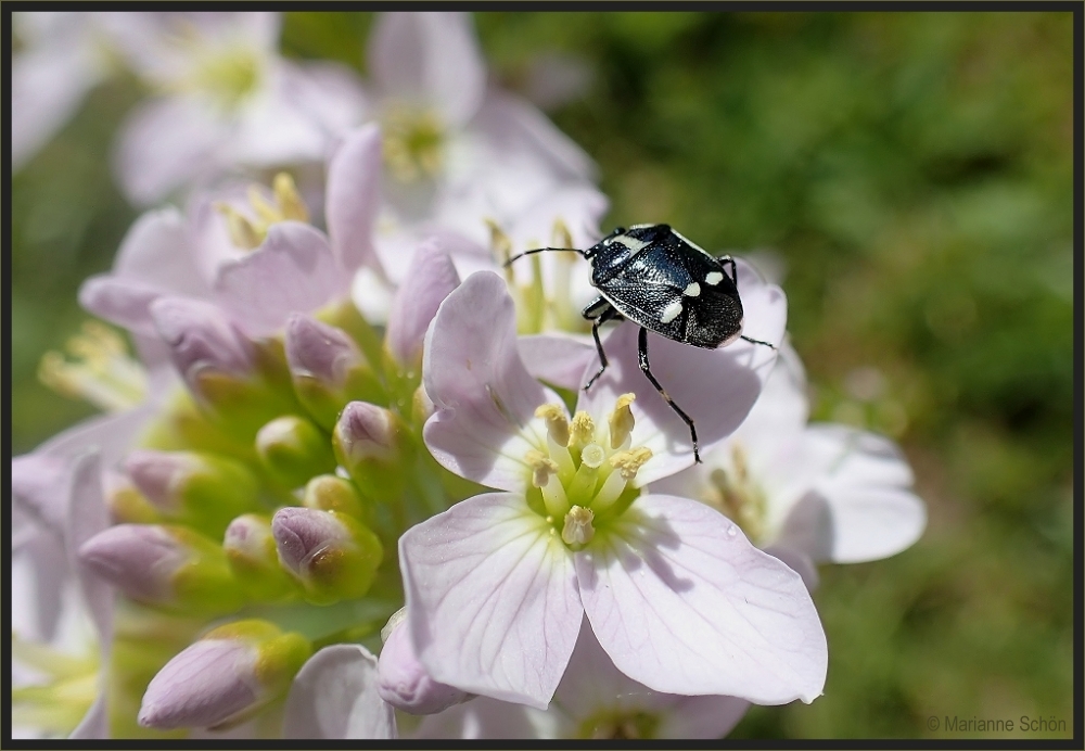 Kohlwanze- Eurydema oleraceum