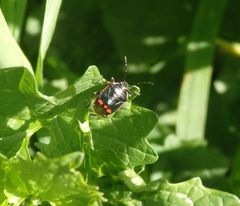 Kohlwanze (Eurydema oleraceum)