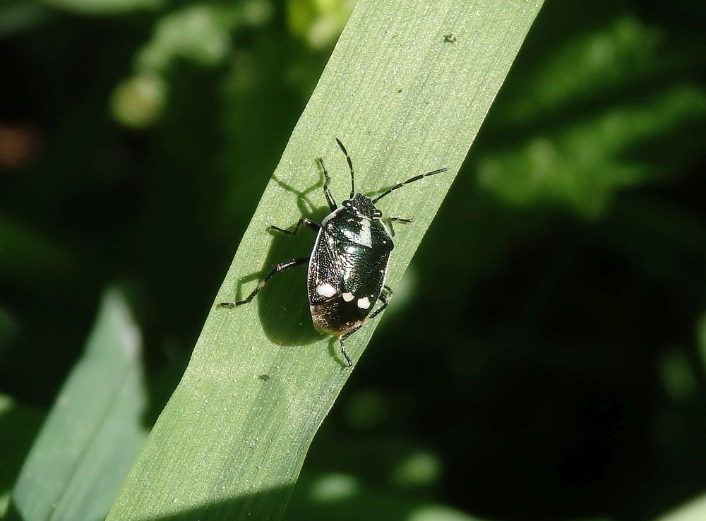 Kohlwanze (Eurydema oleraceum)