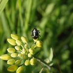 Kohlwanze (Eurydema oleraceum) auf Fenchel