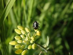 Kohlwanze (Eurydema oleraceum) auf Fenchel