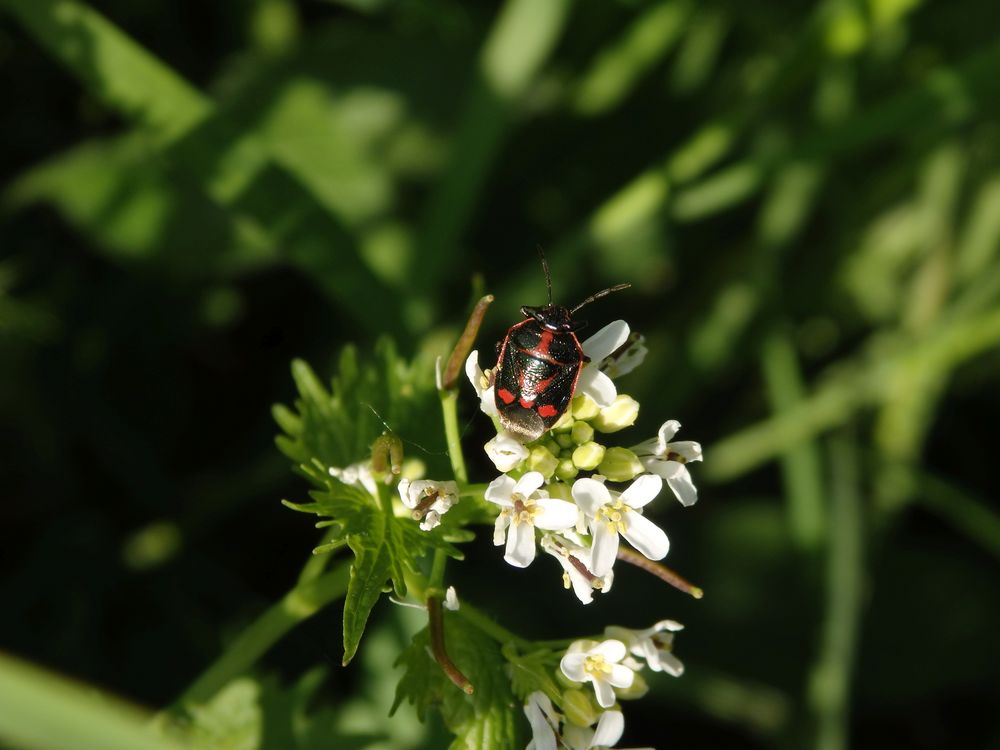 Kohlwanze (Eurydema oleraceum) auf Knoblauchsrauke