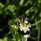 Kohlwanze (Eurydema oleraceum) auf Knoblauchsrauke