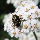 Kohlwanze (Eurydema oleraceum) auf Schafgarbe