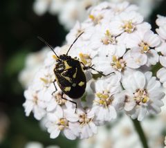 Kohlwanze (Eurydema oleraceum) auf Schafgarbe