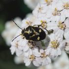 Kohlwanze (Eurydema oleraceum) auf Schafgarbe