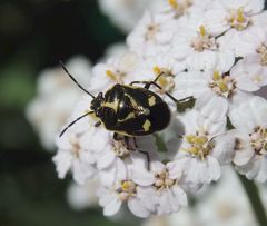 Kohlwanze (Eurydema oleraceum) auf Schafgarbe