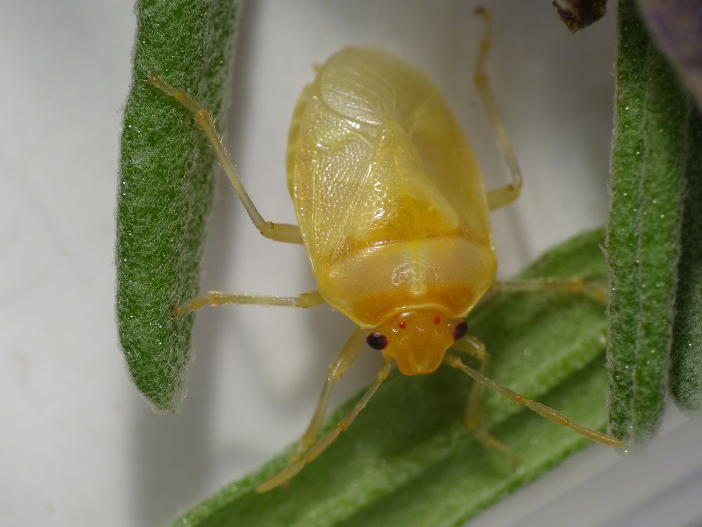 Kohlwanze (Eurydema oleraceum) - Junges Imago