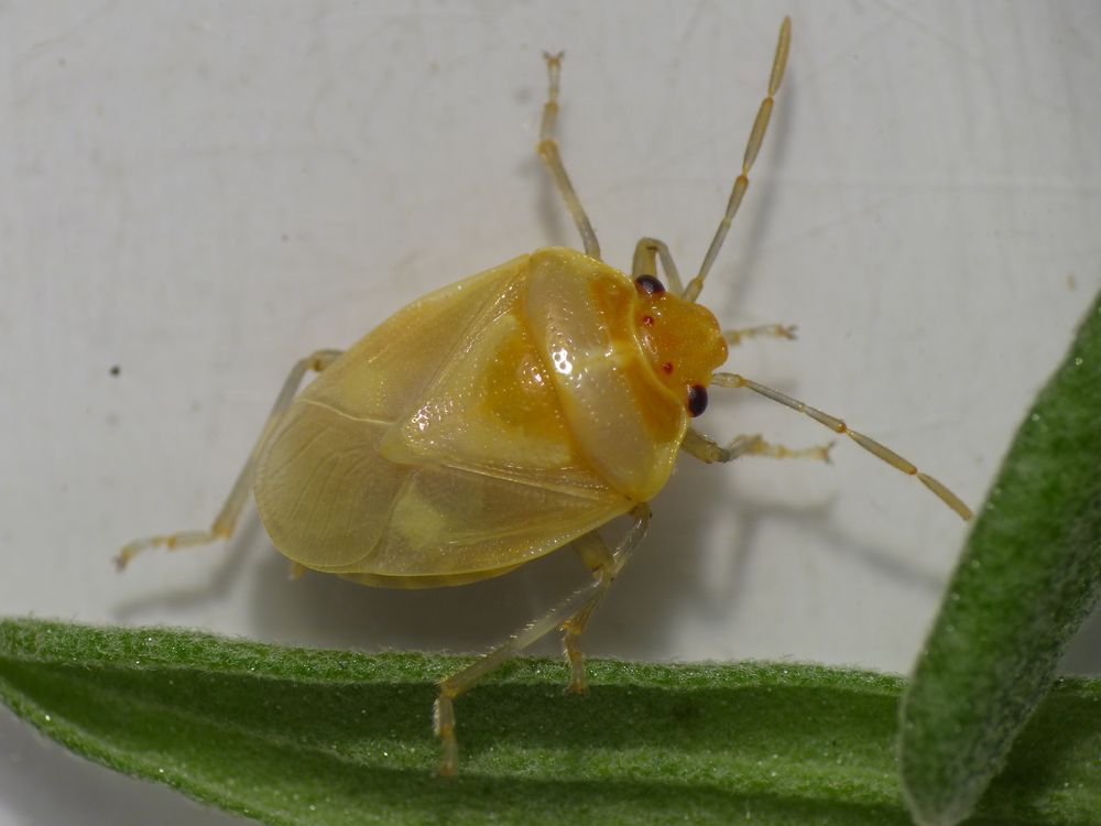 Kohlwanze (Eurydema oleraceum) - Junges Imago