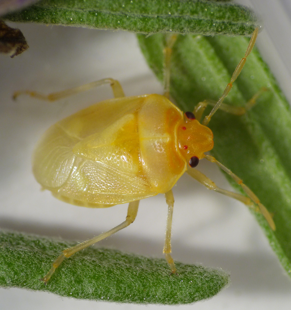 Kohlwanze (Eurydema oleraceum) - Junges Imago