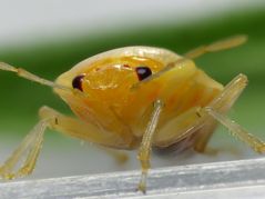 Kohlwanze (Eurydema oleraceum) - Kopfansicht