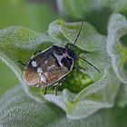 Kohlwanze (Eurydema oleraceum) - Punaise potagère. 