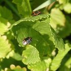 Kohlwanzen (Eurydema oleracea) auf meinem Meerrettich