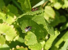 Kohlwanzen (Eurydema oleracea) auf meinem Meerrettich