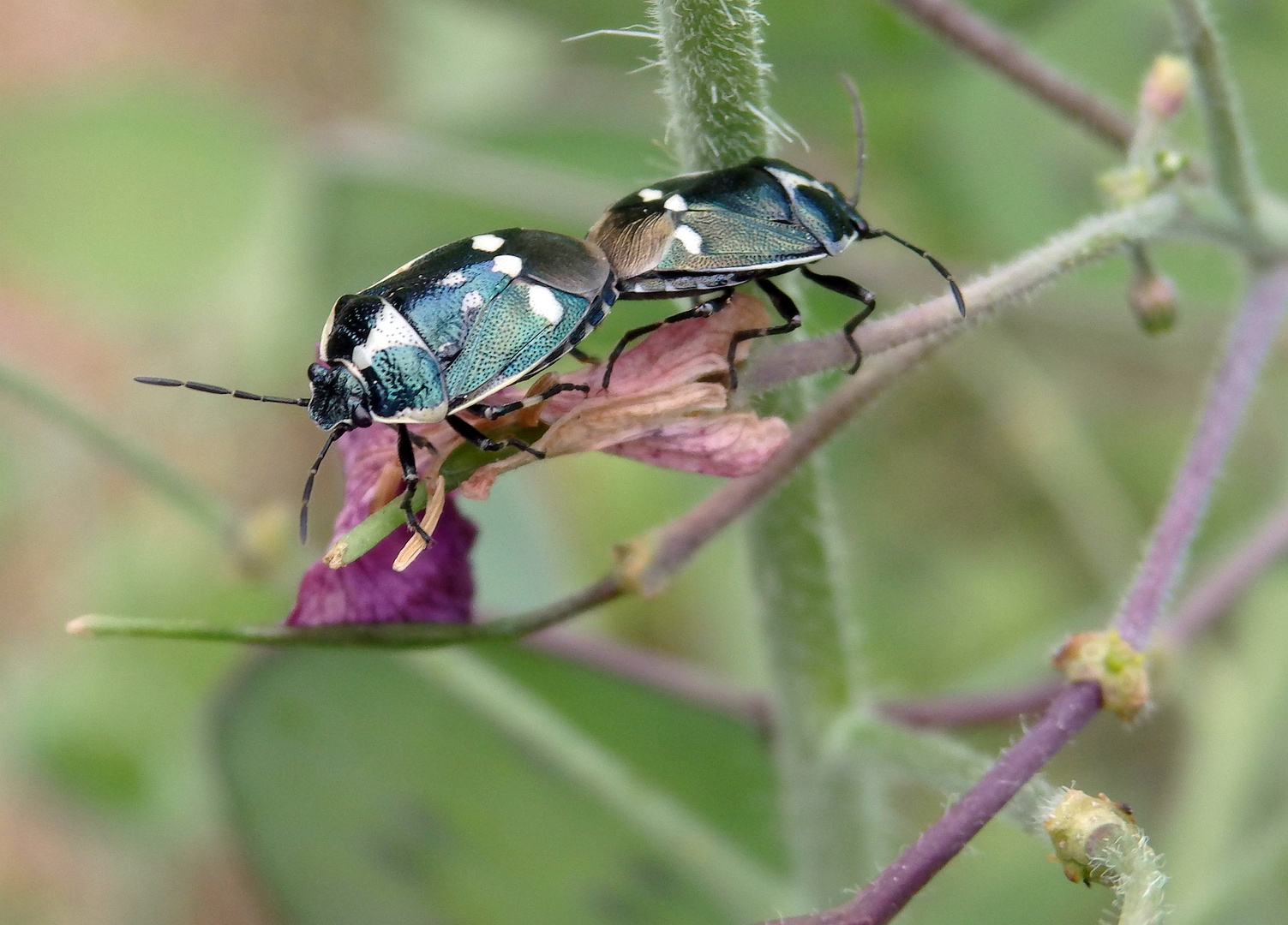 Kohlwanzen (Eurydema oleracea) bei der Paarung