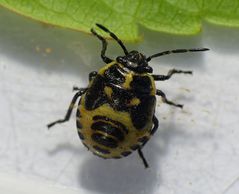 Kohlwanzen-Larve (Eurydema oleraceum) - Spätes Larvenstadium