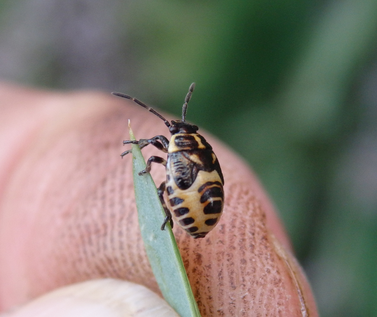 Kohlwanzen-Larve (Eurydema oleraceum) - Spätes Larvenstadium