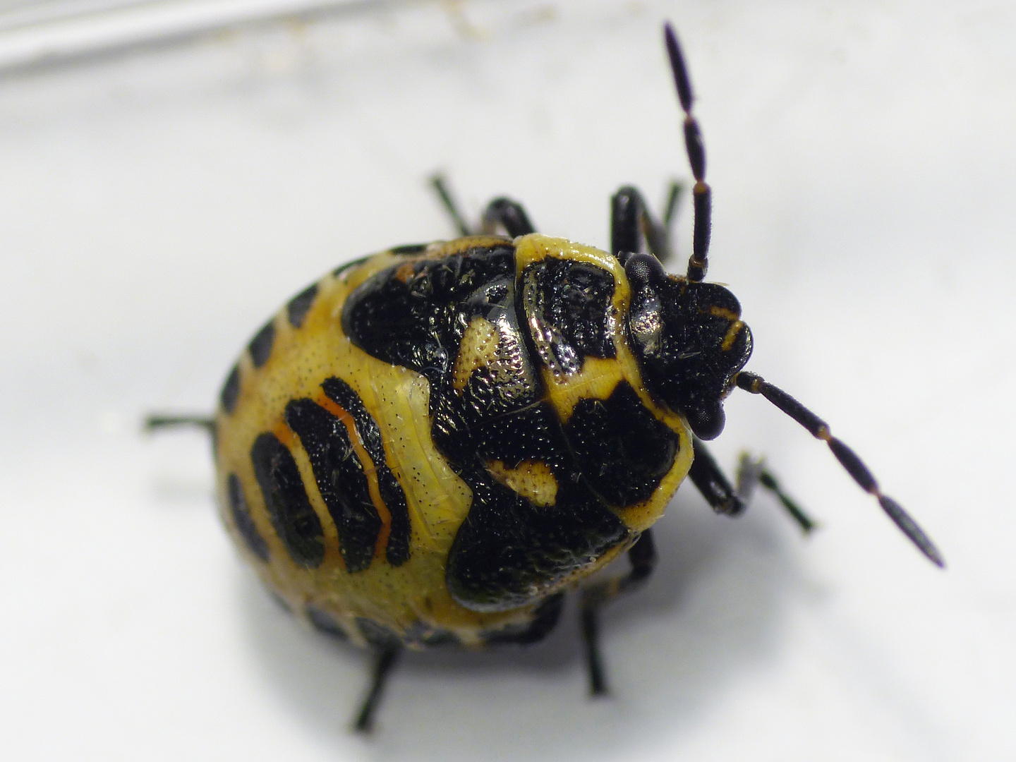 Kohlwanzen-Larve (Eurydema oleraceum) - Spätes Larvenstadium