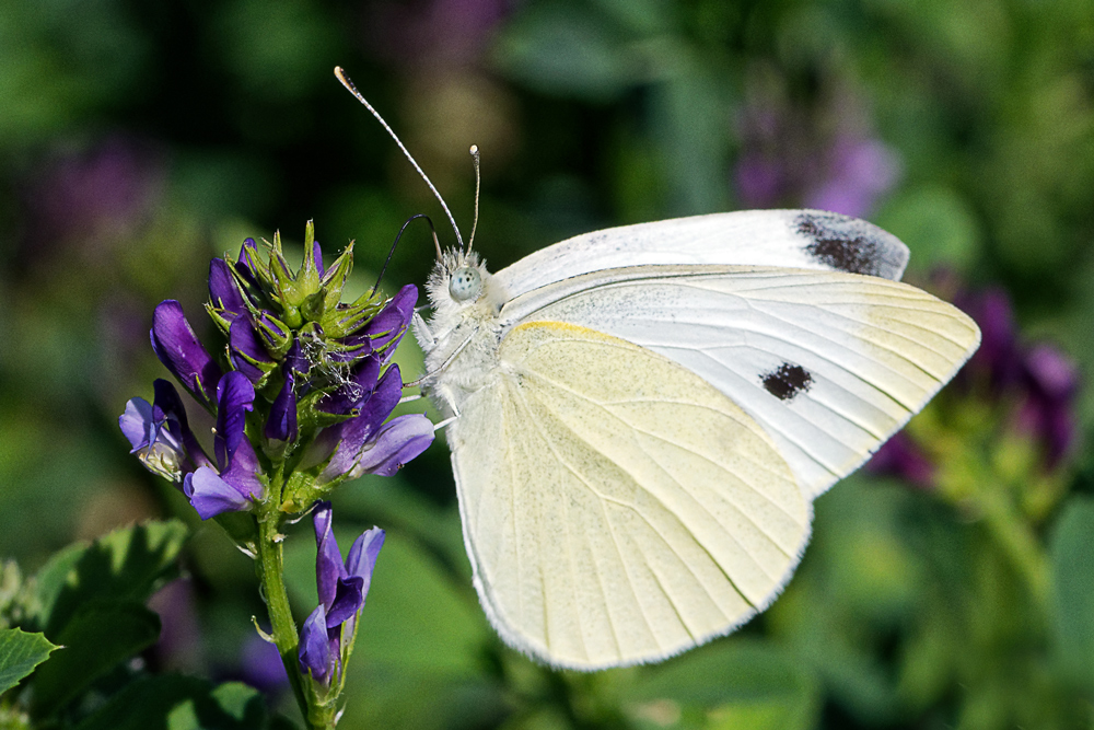 KOHLWEISSLING Foto & Bild tiere, wildlife, insekten Bilder auf