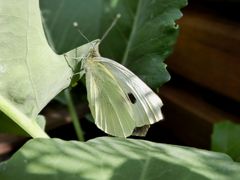 Kohlweißling am Kohlrabiblatt