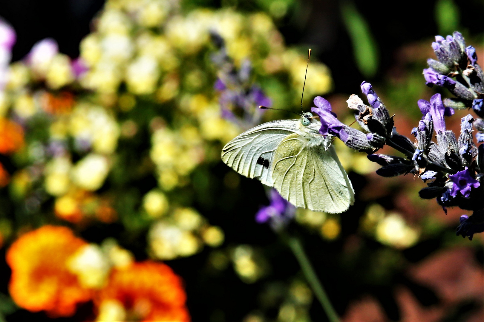 Kohlweißling am Lavendel