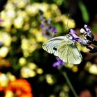 Kohlweißling am Lavendel