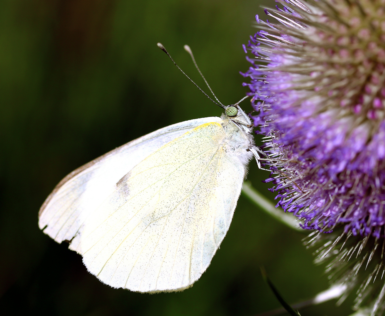 Kohlweißling an Blüte der wilden Karde