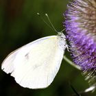 Kohlweißling an Blüte der wilden Karde