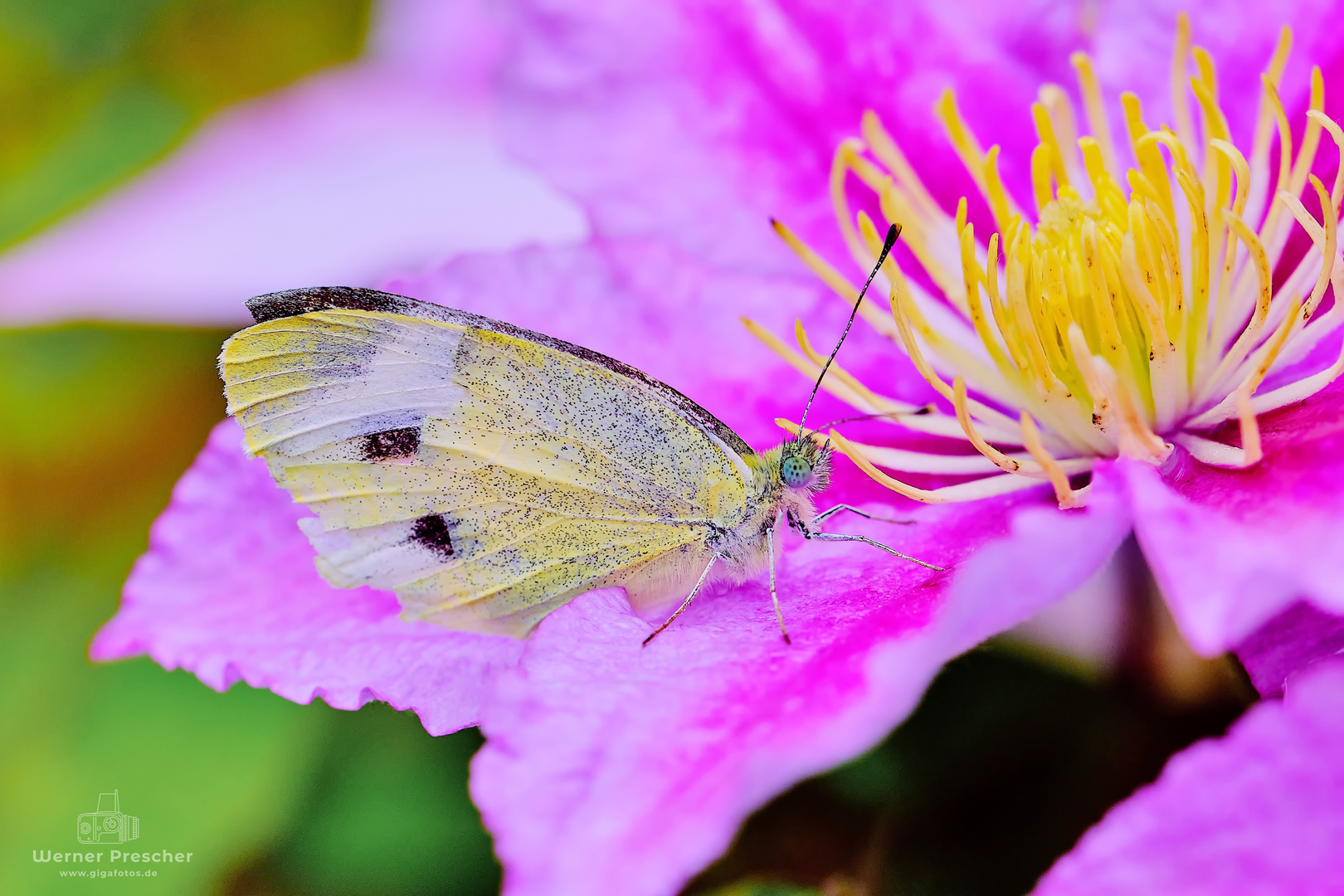 Kohlweißling an Cosmea