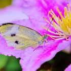 Kohlweißling an Cosmea