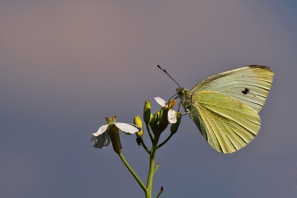 Kohlweißling an der Blüte