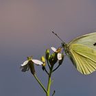 Kohlweißling an der Blüte