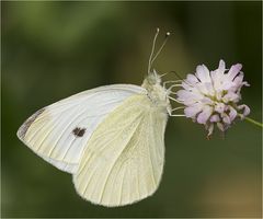 Kohlweißling an der Blüte