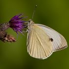 Kohlweißling an Distel