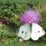 Kohlweißling an Distel