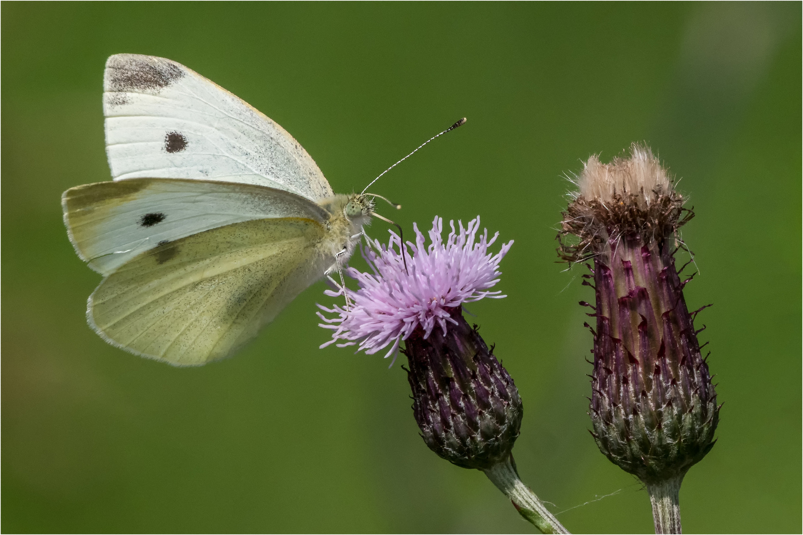 Kohlweißling an Distelblüte  .....