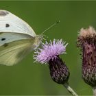 Kohlweißling an Distelblüte  .....