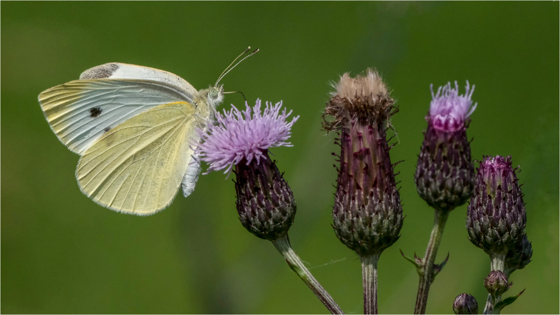 Kohlweißling an Distelblüten  .....