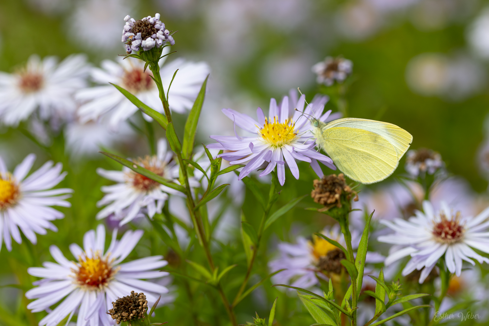 Kohlweißling an einer Aster