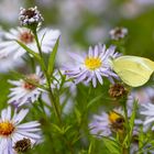 Kohlweißling an einer Aster