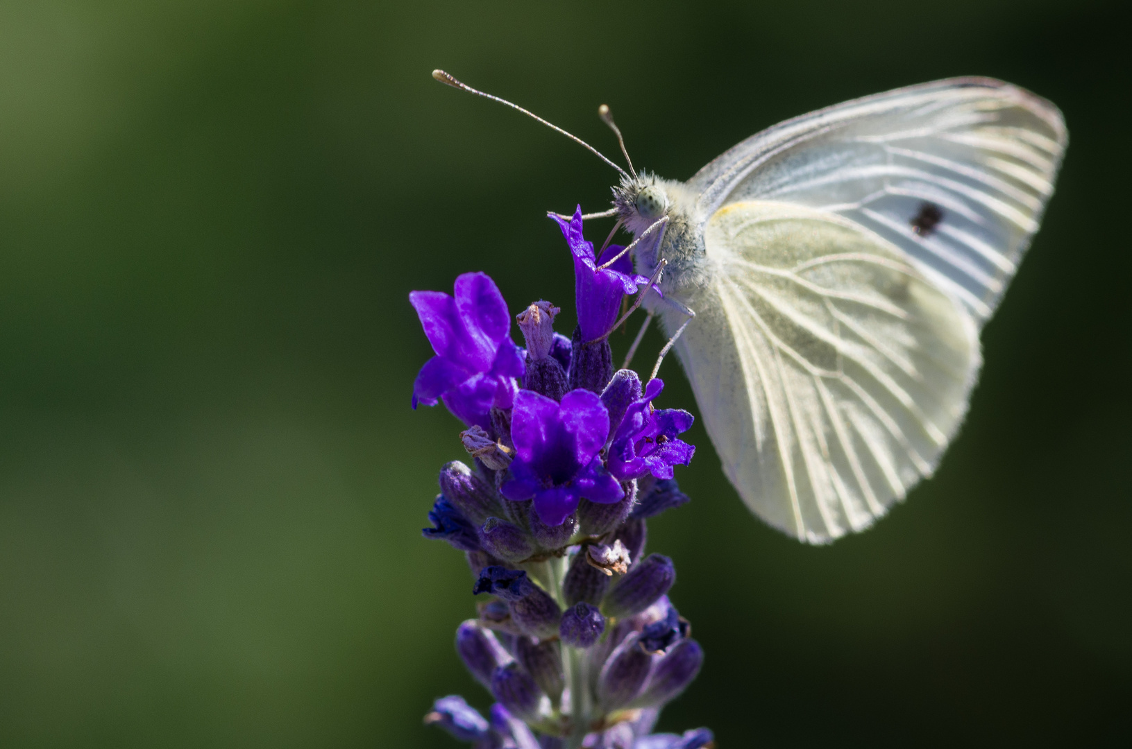 Kohlweißling an einer Lavendelblüte